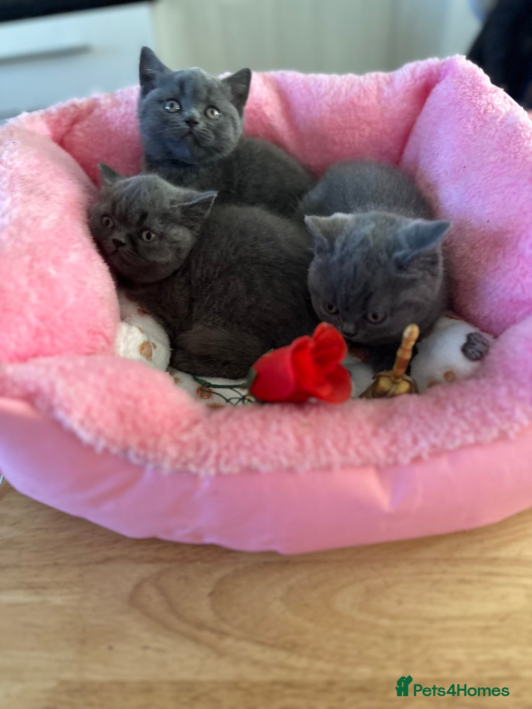 British Shorthair cats for sale: British Blue Pedigree Females - Advert 3