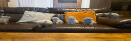British Shorthair cats for sale: Beautiful British Shorthaired kittens - Advert 4