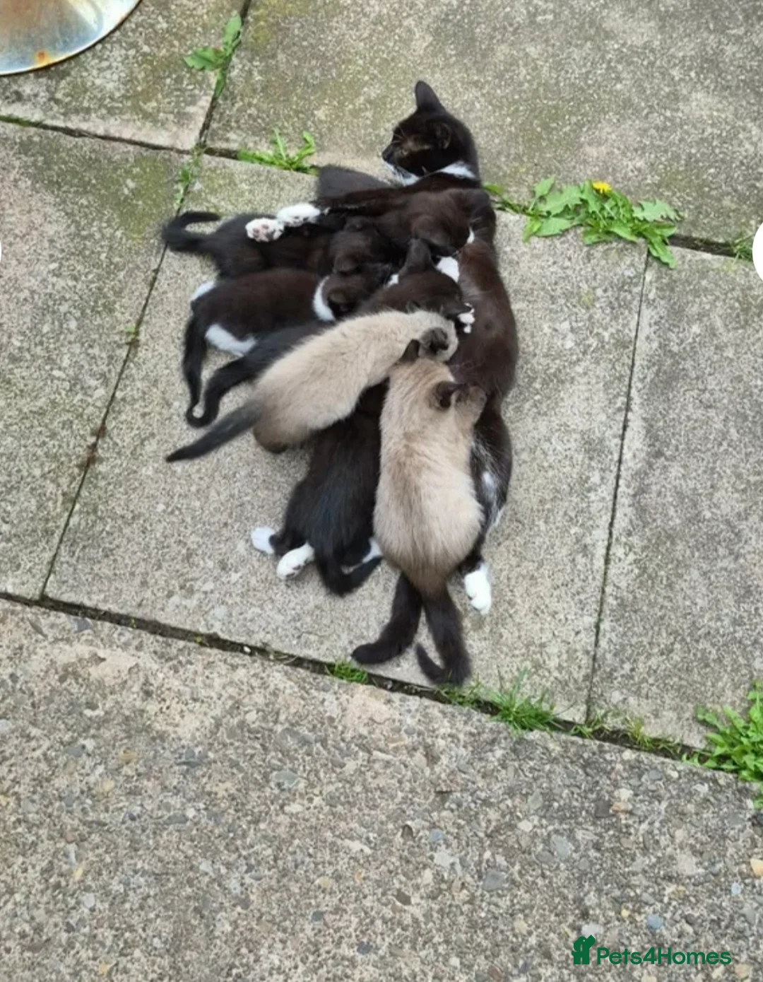 Mixed Breed cats for sale: Kitten - Advert 5
