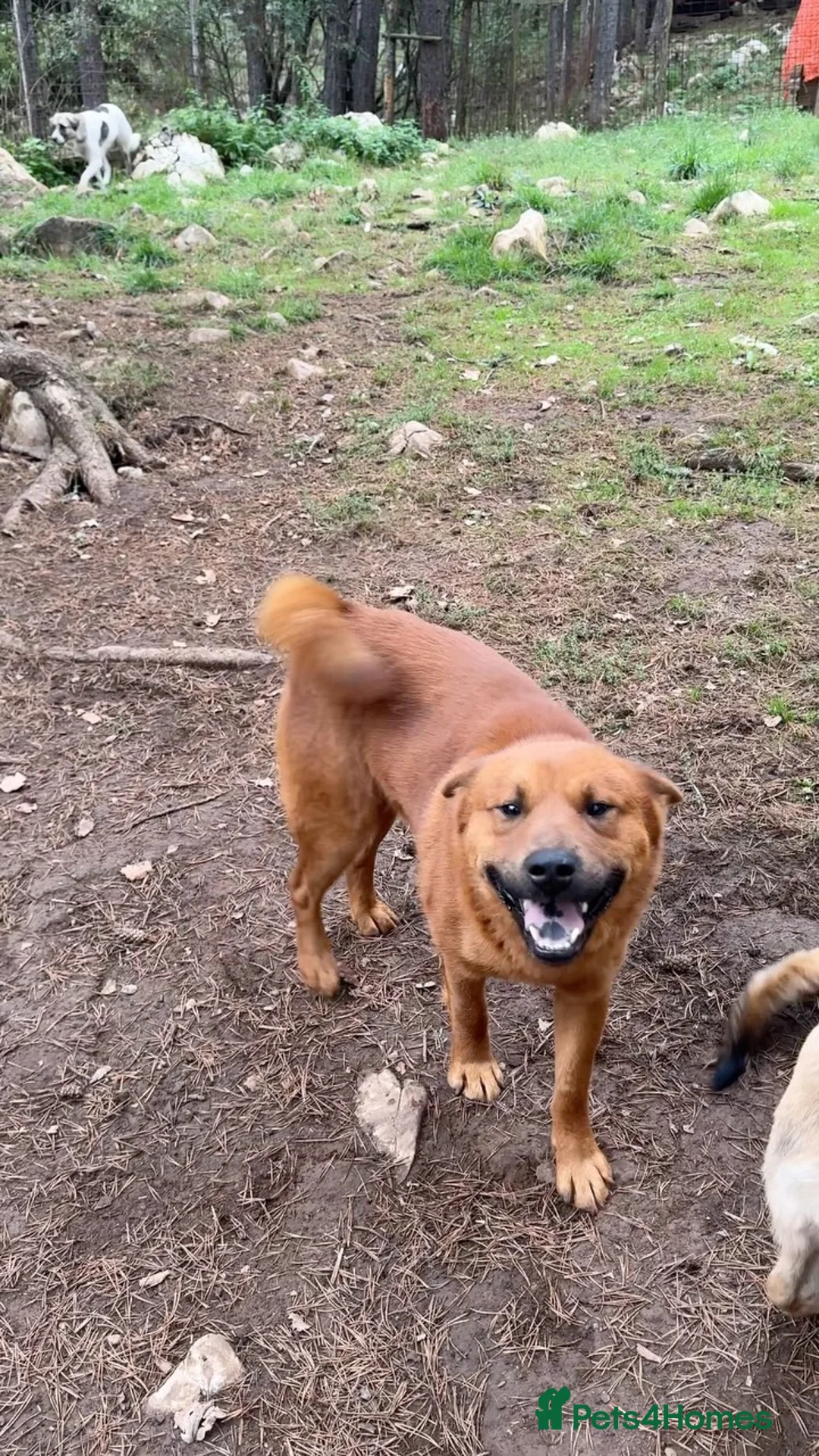 Chow Chow dogs for adoption: Aki   in Ashford - Advert 2