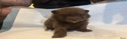 Pomeranian dogs for sale: Puppy’s ready in 3 weeks  - Advert 15