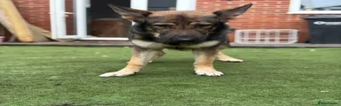 German Shepherd Puppy 1