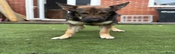German Shepherd dogs for sale: Rehome German shepherd  - Advert 2