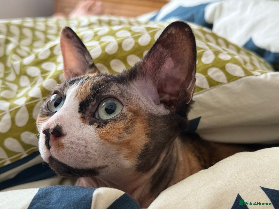 Sphynx cats for sale: Fuzzy Female Sphynx  - Advert 3