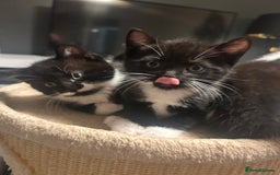 Domestic Shorthair cats for sale: Domestic short hair  - Image 12