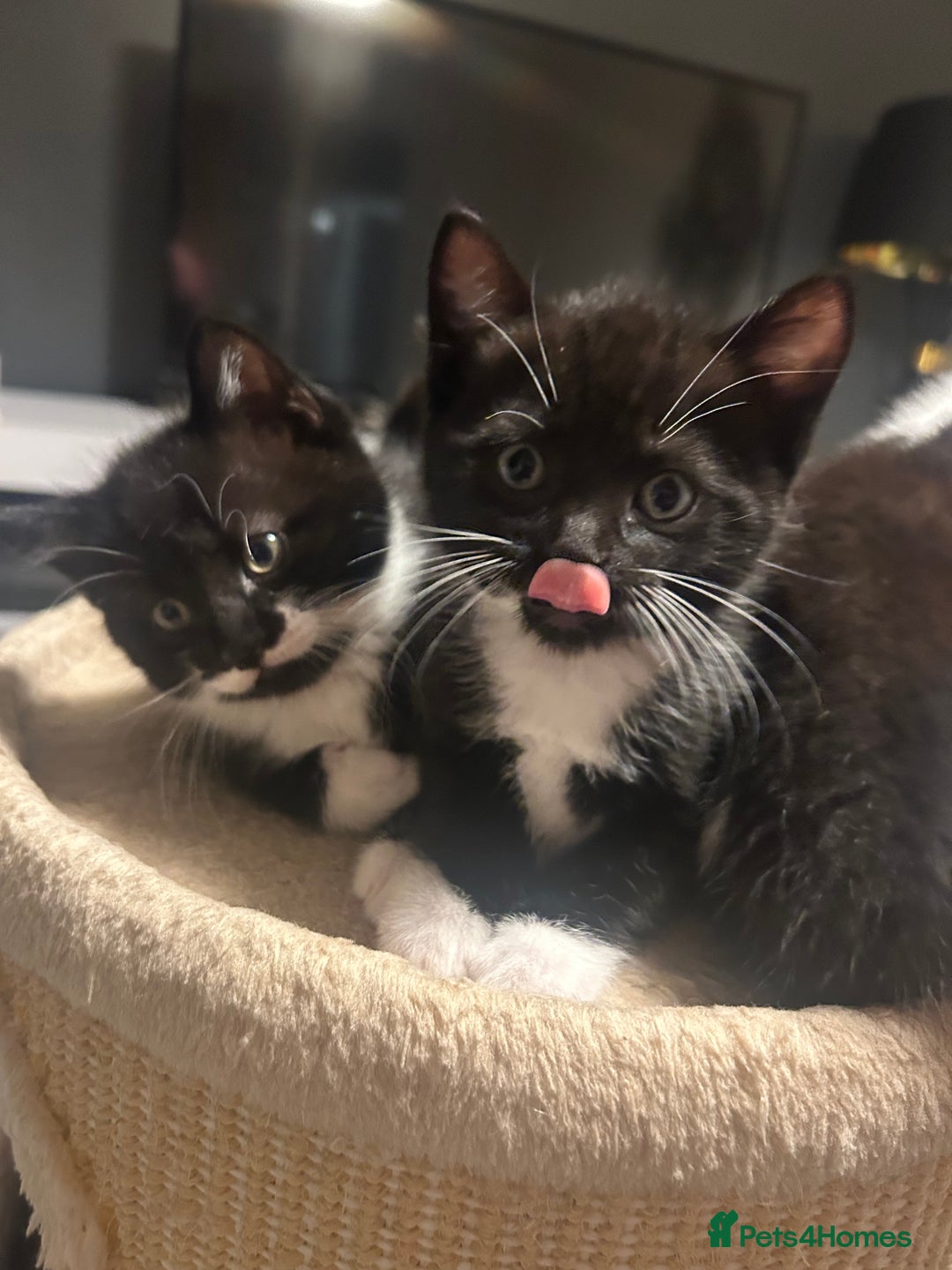 Domestic Shorthair cats for sale: Domestic short hair  - Image 12