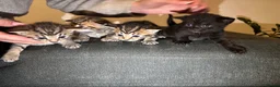 Mixed Breed cats for sale: Tabby kittens for sale!! - Advert 17