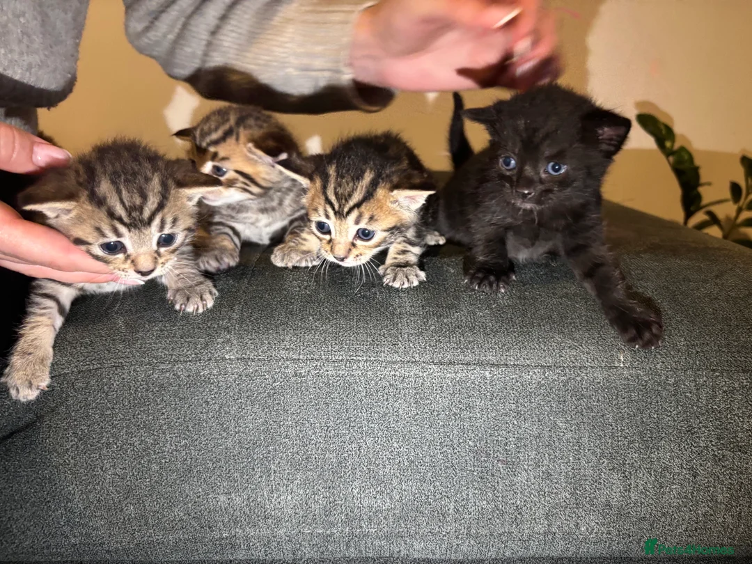 Mixed Breed cats for sale: Tabby kittens for sale!! - Advert 17