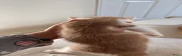 Mixed Breed cats for sale: 3 cute kittens, 2 months old, seeking loving homes - Advert 7