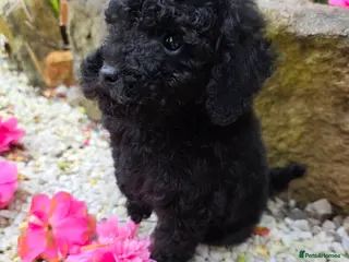 Toy Poodle dogs ⭐Health Tested KC Toy Poodle Pups⭐ - Advert 14