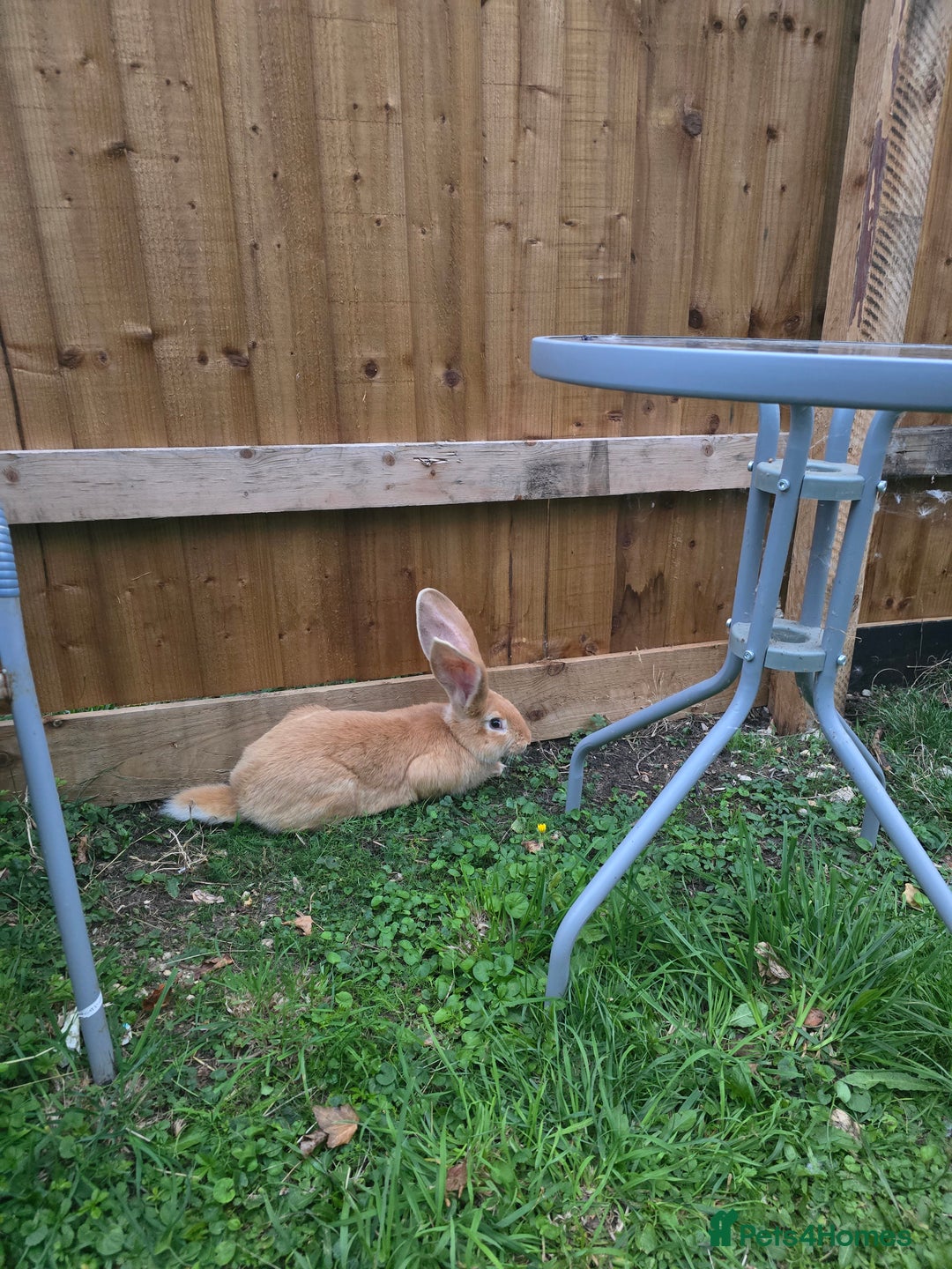 Continental Giant rabbits for sale: Giant Flemish Buck - Image 4