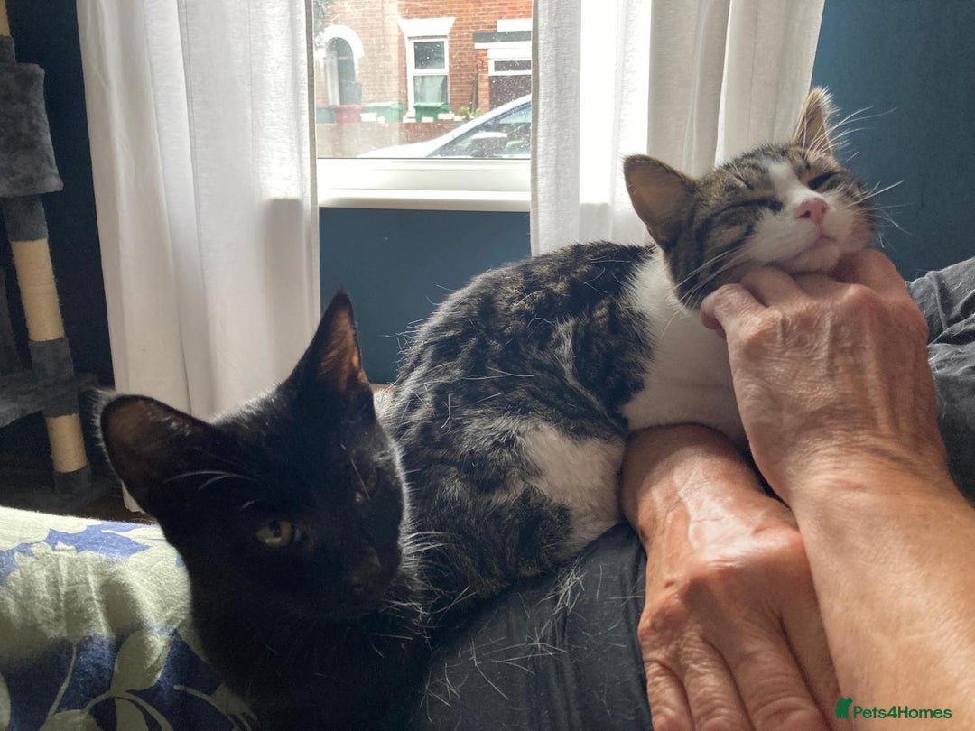 Domestic Shorthair cats for adoption: Sam & Olly, super cuddly brothers  - Image 9