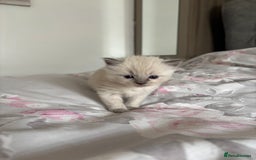 Ragdoll cats for sale: Purebred bluepoint ragdolls - Image 15