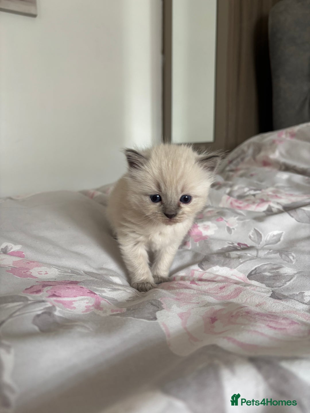 Ragdoll cats for sale: Purebred bluepoint ragdolls - Image 15