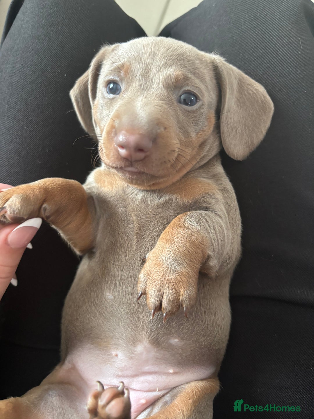 Dachshund dogs for sale: 5 miniature   dachshund  - Image 2