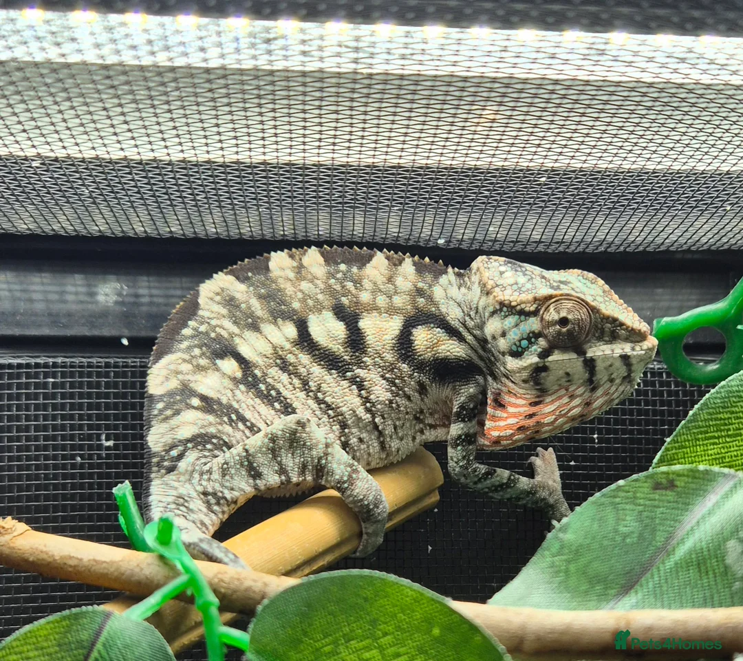 Chameleon reptiles for sale: Baby panther chameleons.  - Advert 2