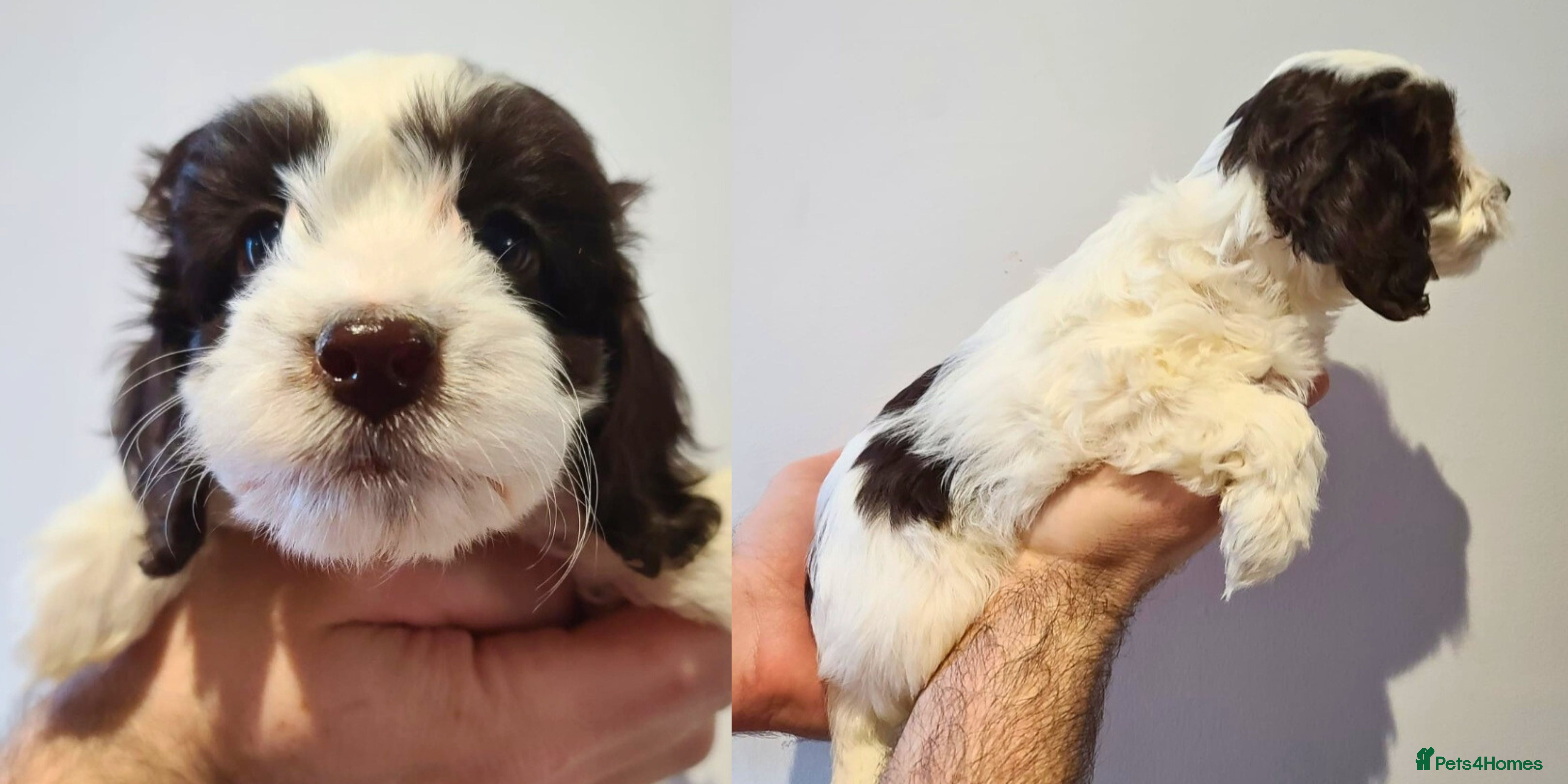 Cockapoo dogs Vet Pass✅️Vaccinated✅️Chipped✅️ F1 Cockapoo Boy - Advert 3