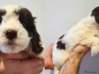 Cockapoo dogs Vet Pass✅️Vaccinated✅️Chipped✅️ F1 Cockapoo Boy - Advert 3