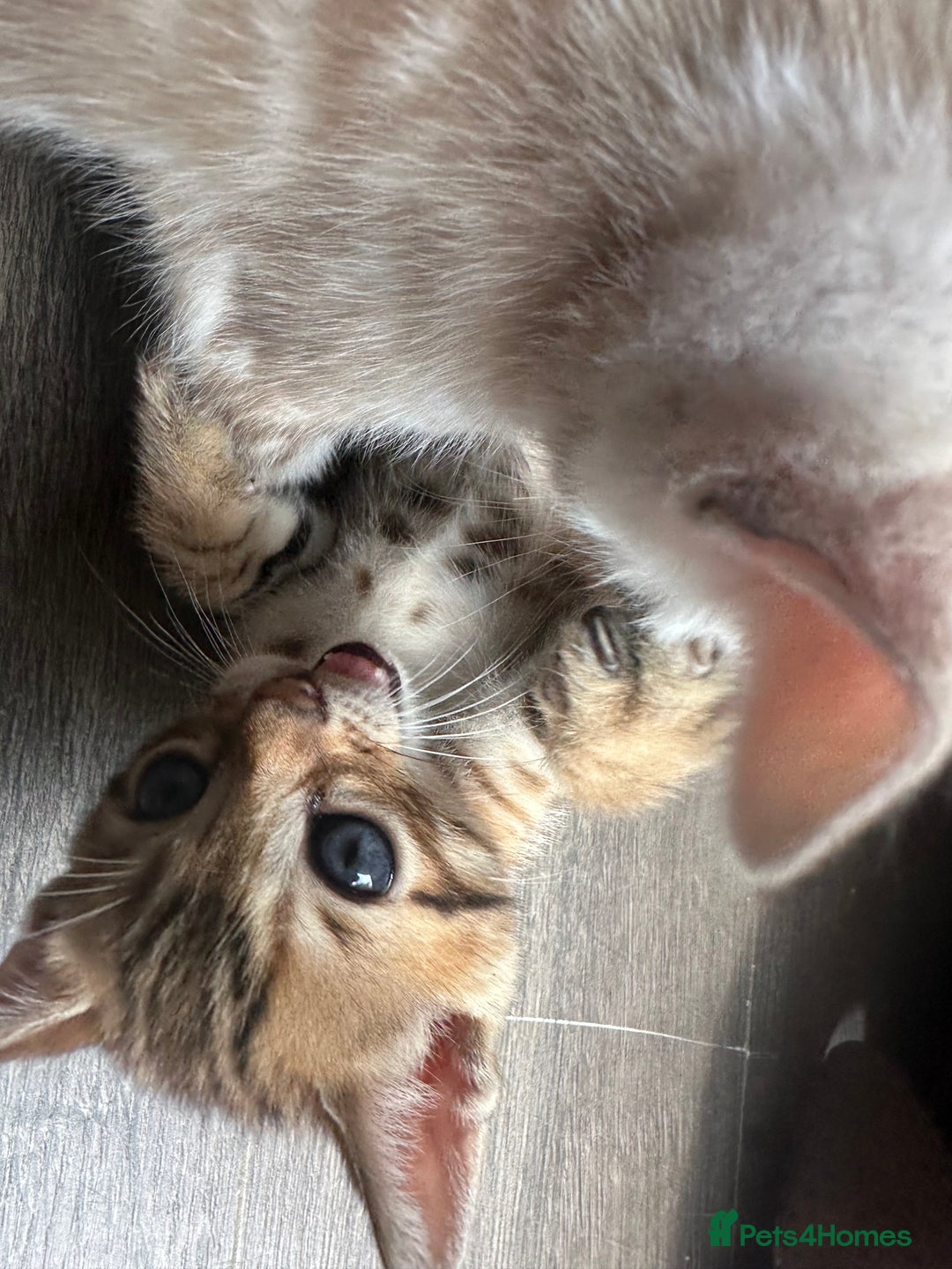 Bengal cats for sale: Snow Mink/Brown Rossette Blue Eyed Bengals - Image 10