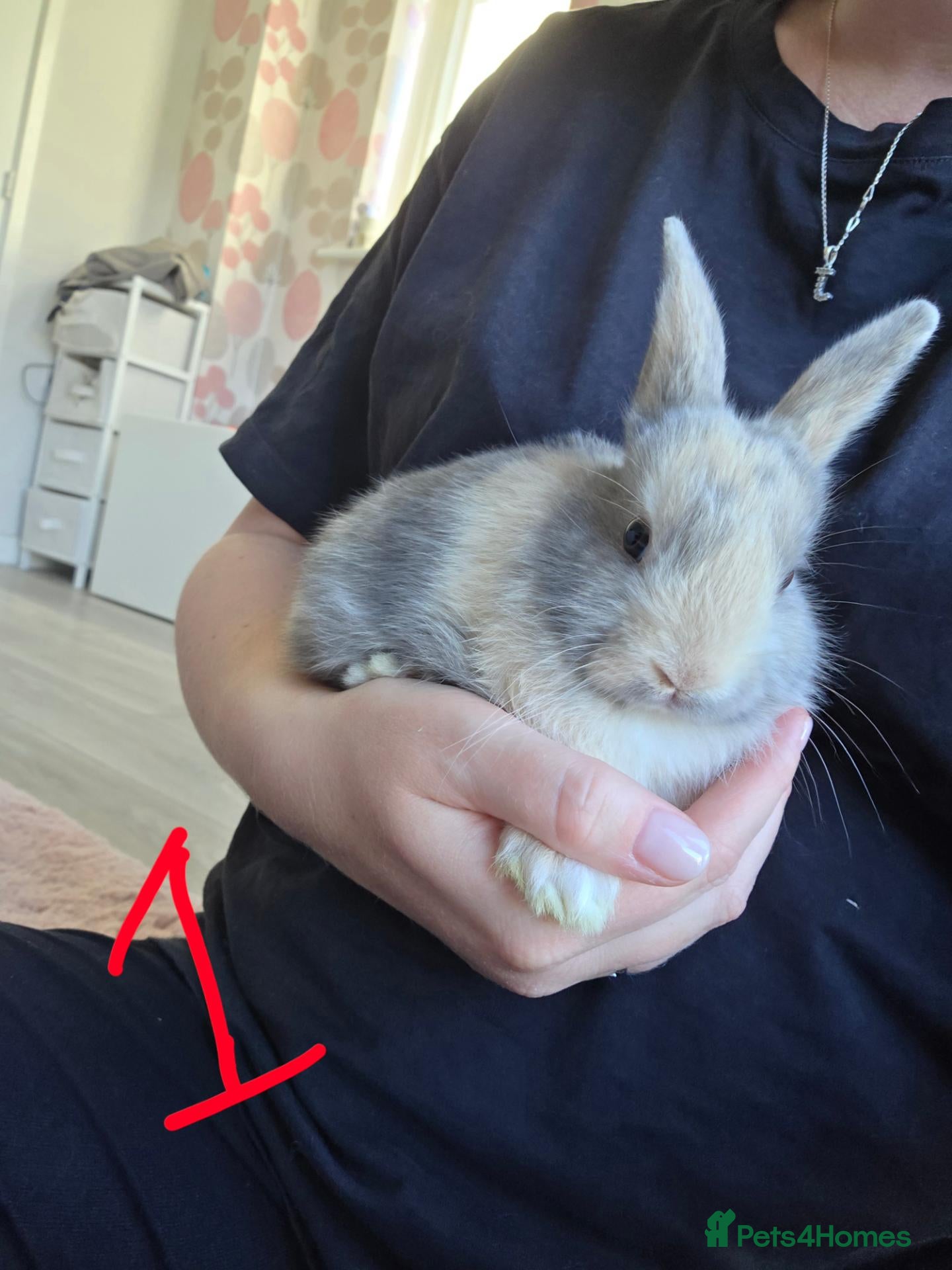 Mixed Breed rabbits Baby Bunnies  - Advert 12