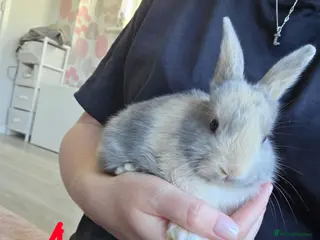 Mixed Breed rabbits Baby Bunnies - Advert 12