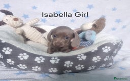Miniature Dachshund dogs for sale: Stunning Miniature Dachshund Puppies - Image 6