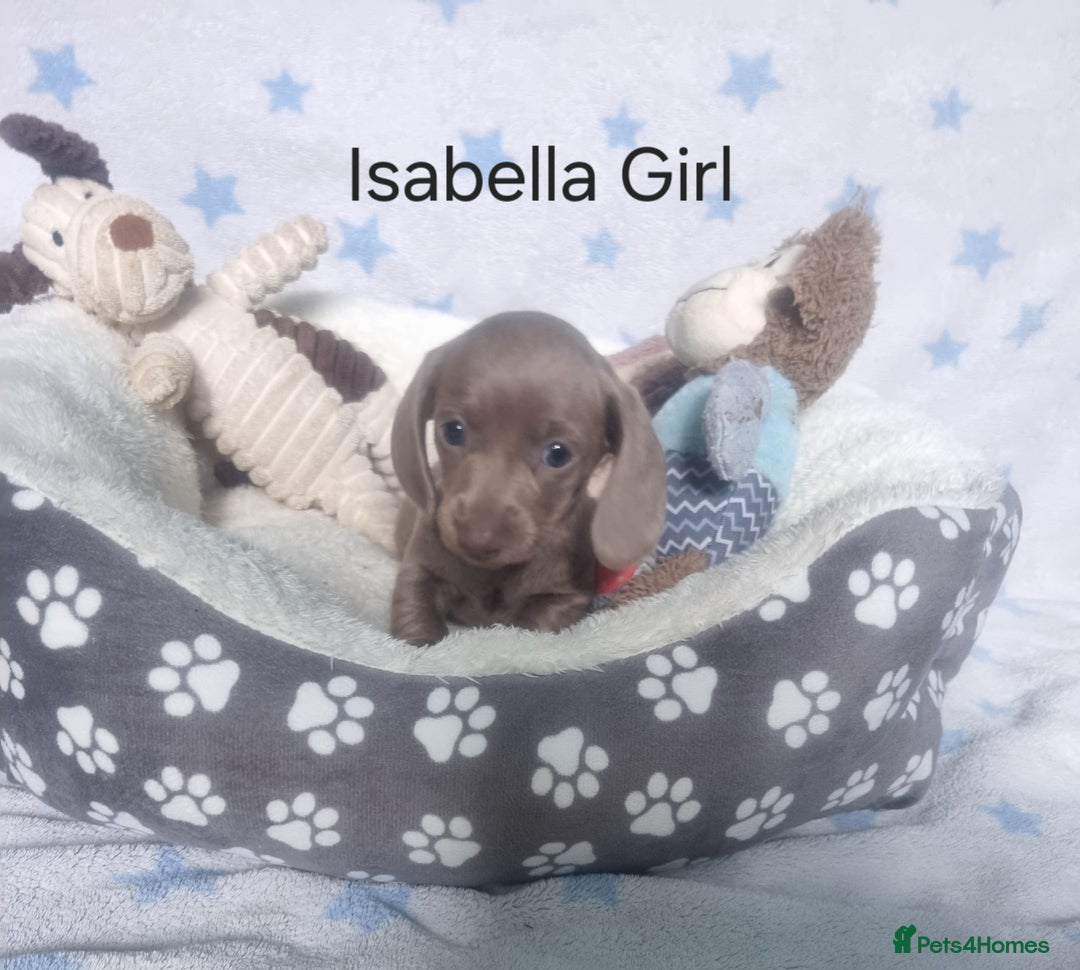 Miniature Dachshund dogs for sale: Stunning Miniature Dachshund Puppies - Image 6