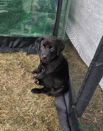 Labrador Retriever dogs Amazing Labrador Puppies for sale - Advert 7