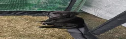Labrador Retriever dogs for sale: Amazing Labrador Puppies for sale - Advert 1