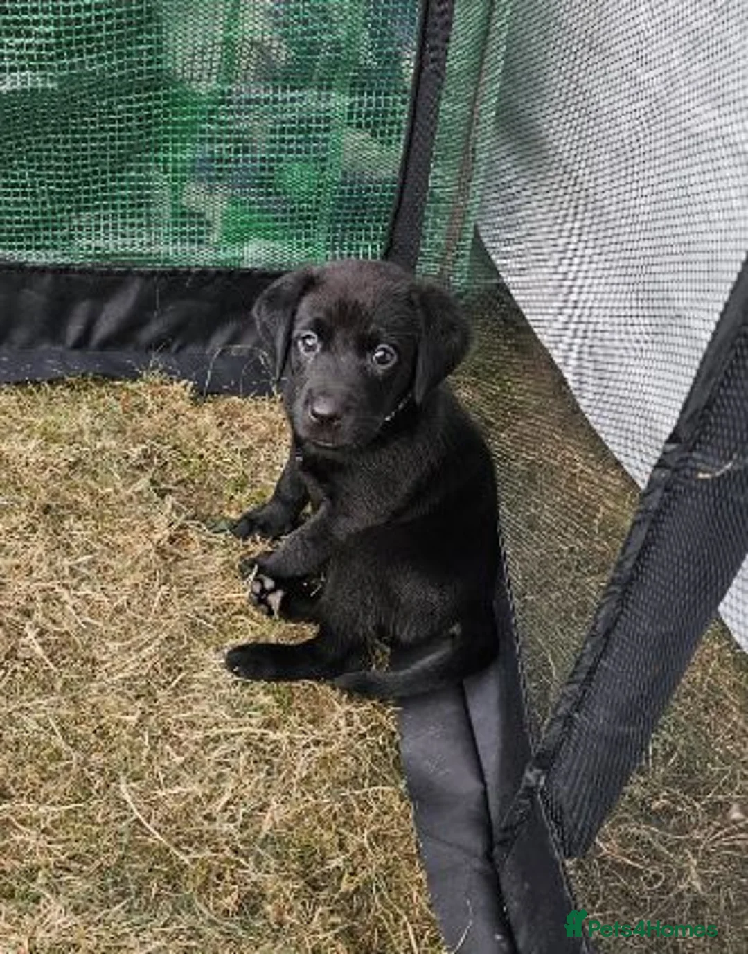 Labrador Retriever dogs for sale: Amazing Labrador Puppies for sale - Advert 1