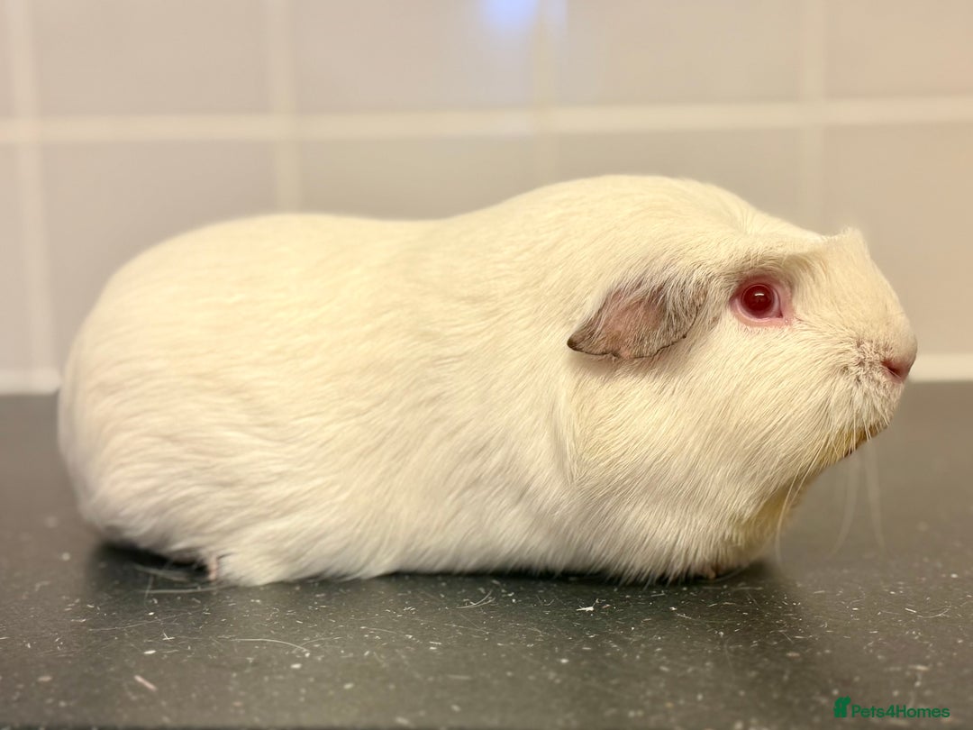 Guinea Pig rodents for sale: Single adult male and 2 female babies  - Advert 4