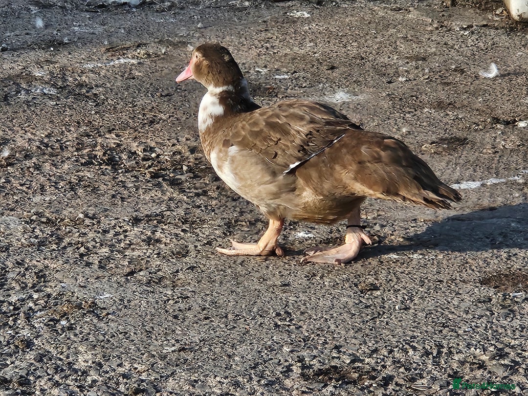 Ducks poultry for sale: Muscovy  - Image 6
