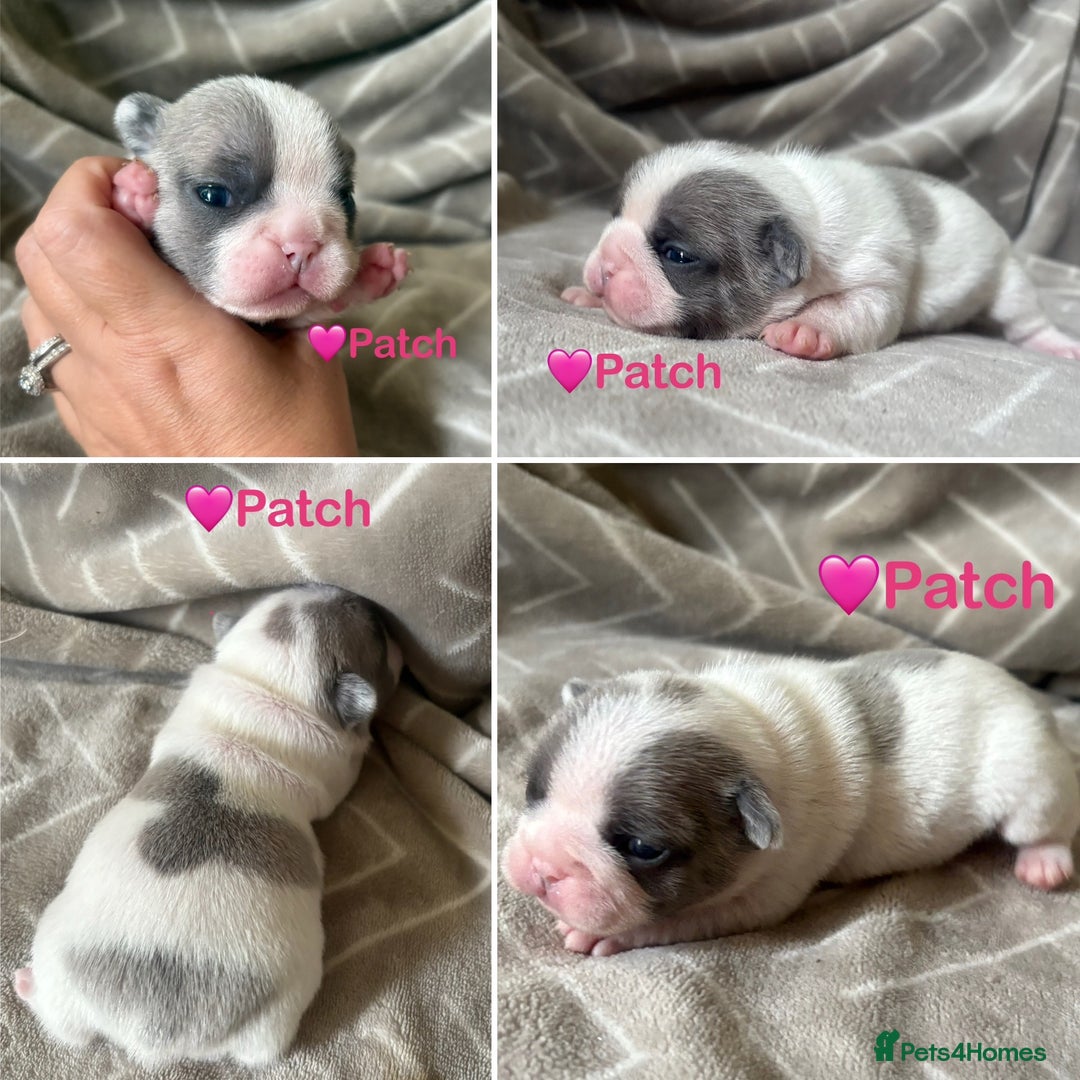 French Bulldog dogs for sale: French Bull Dog Puppies - Advert 2