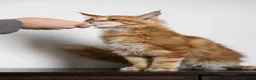 Maine Coon cats for sale: 5 Beautiful Russian Import Kittens TICA - Advert 3