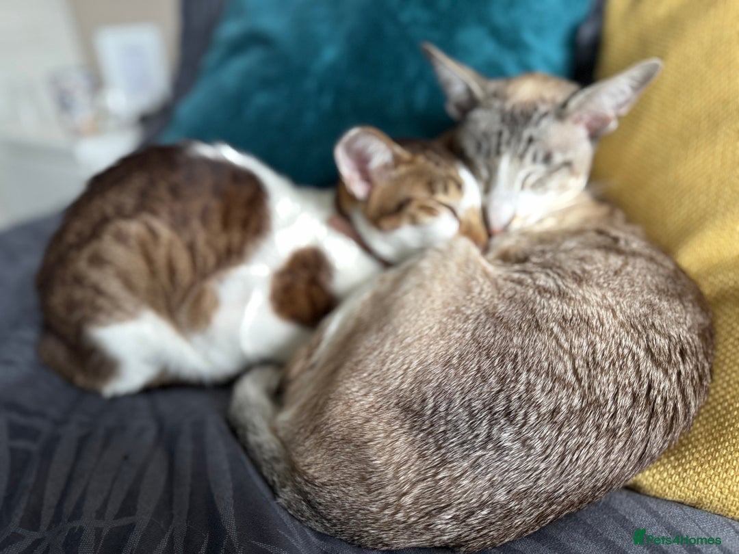 Peterbald cats for sale: Theo and Lewis (ginger )  - Image 2