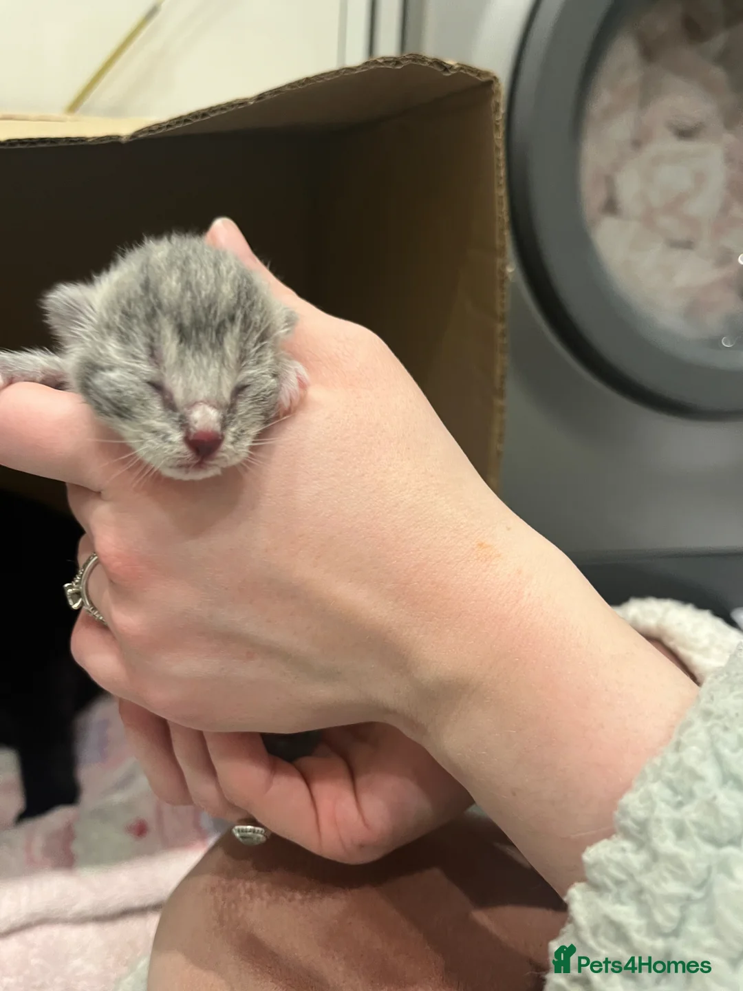 Mixed Breed cats for sale: FINAL BOY AVAILABLE - Advert 10