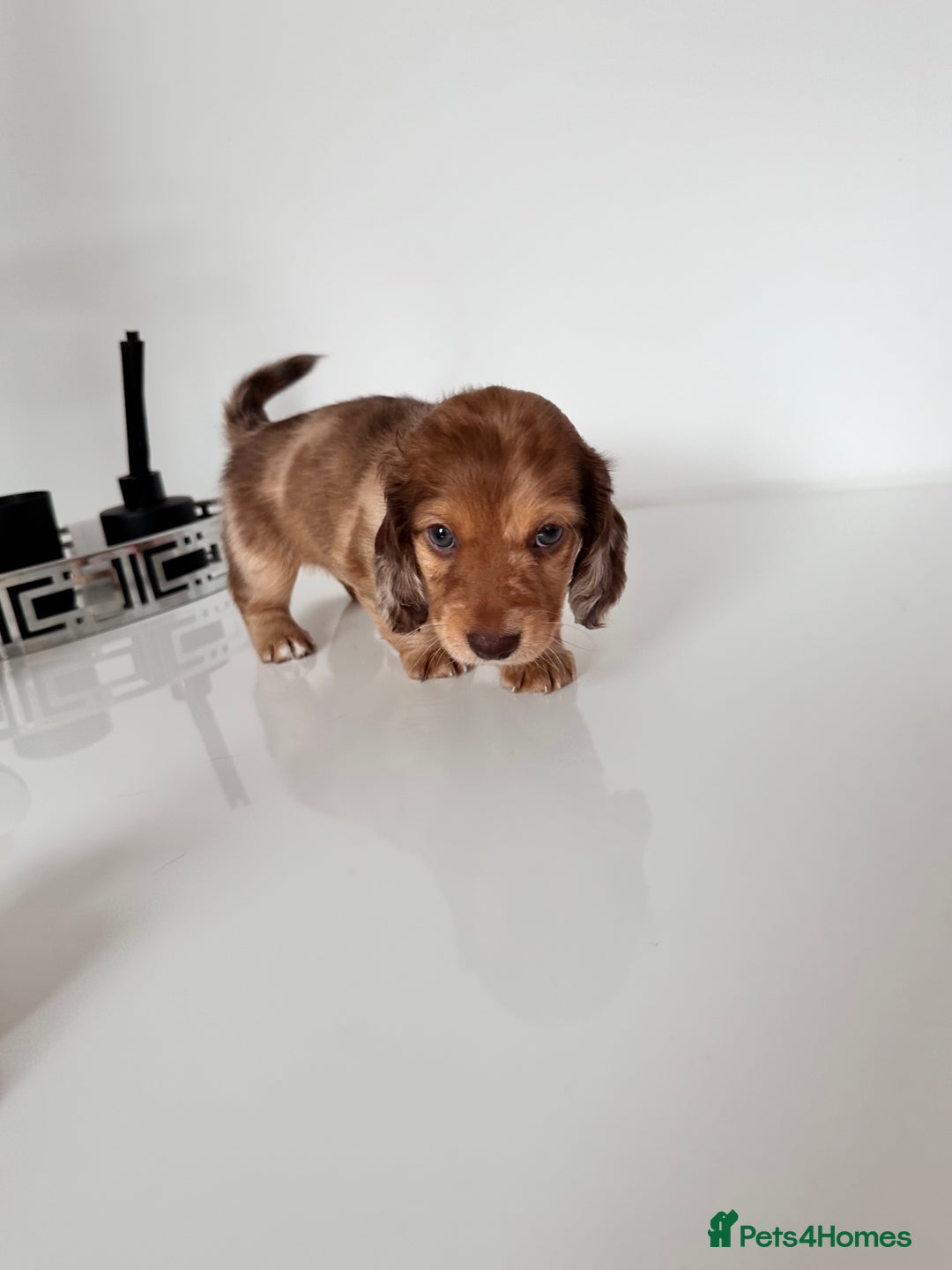 Miniature Dachshund dogs for sale: Kc registered mini Dachshund quality puppies  - Image 4