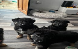 German Shepherd dogs for sale: Beautiful black/tan German shepherd pups for sale  - Image 18