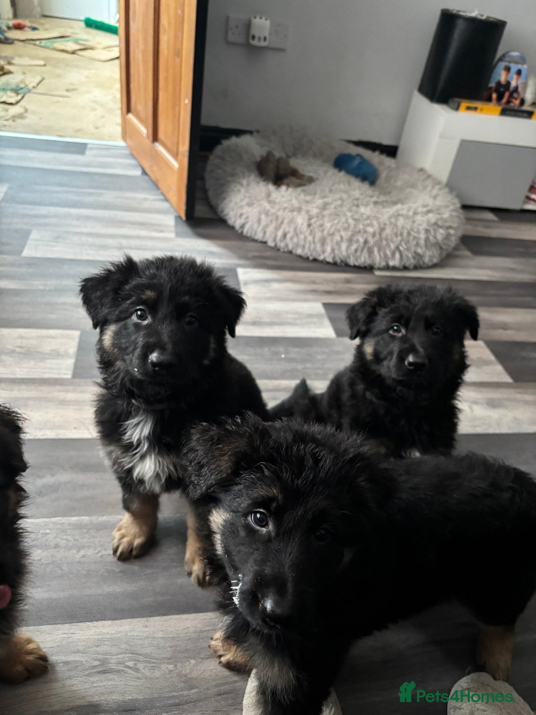 German Shepherd dogs for sale: Beautiful black/tan German shepherd pups for sale  - Image 18