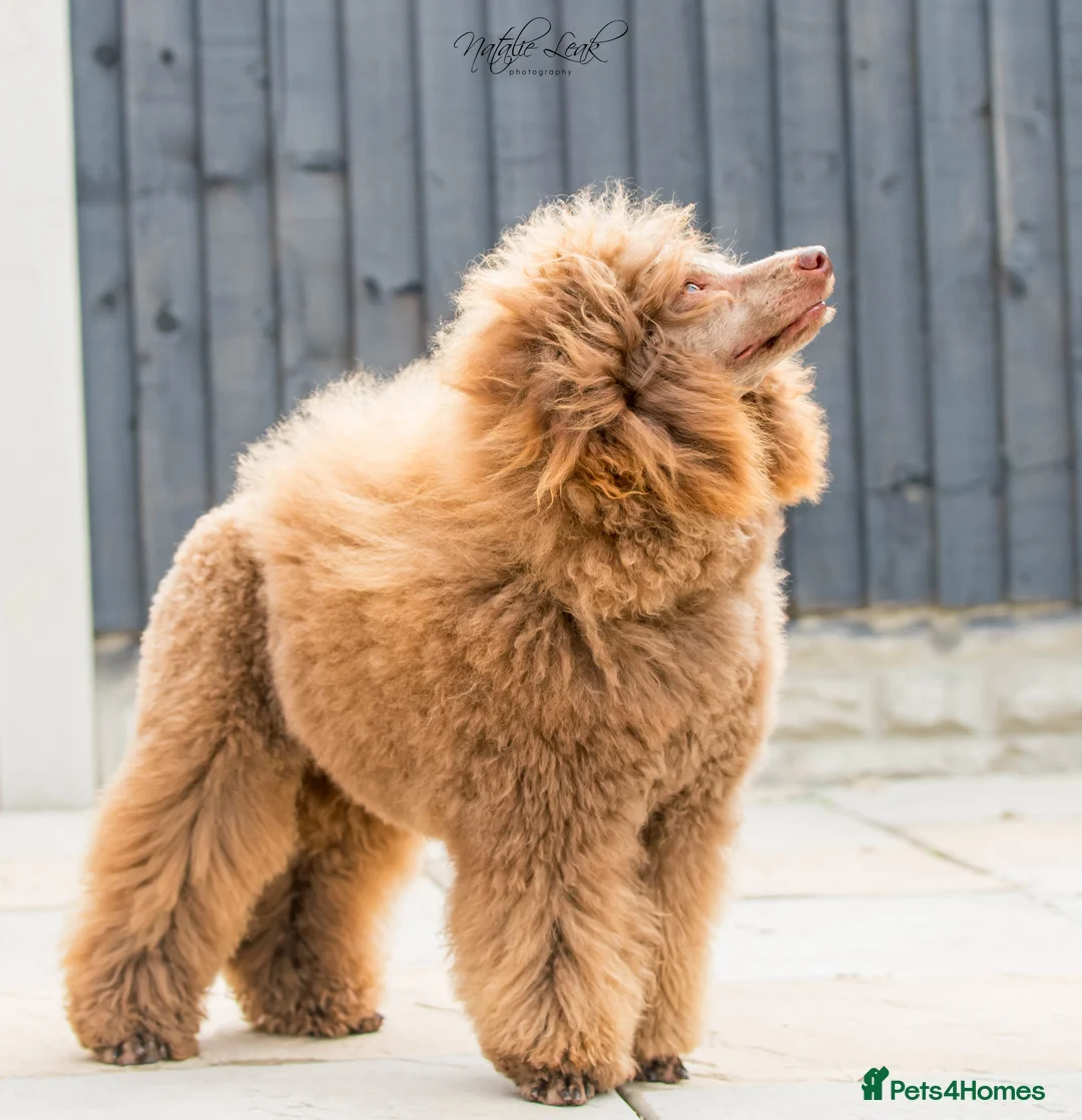 Poodle dogs for stud: Chocolate poodle stud in Leeds - Advert 2