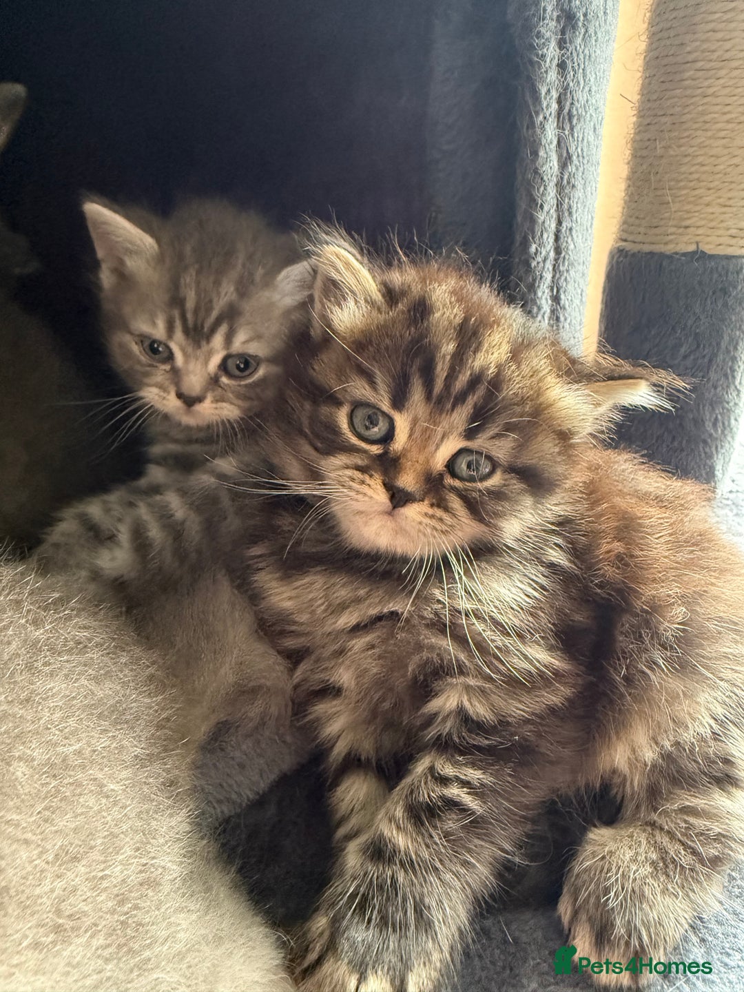 Scottish Fold cats for sale: Scottish fold kittens  - Image 8