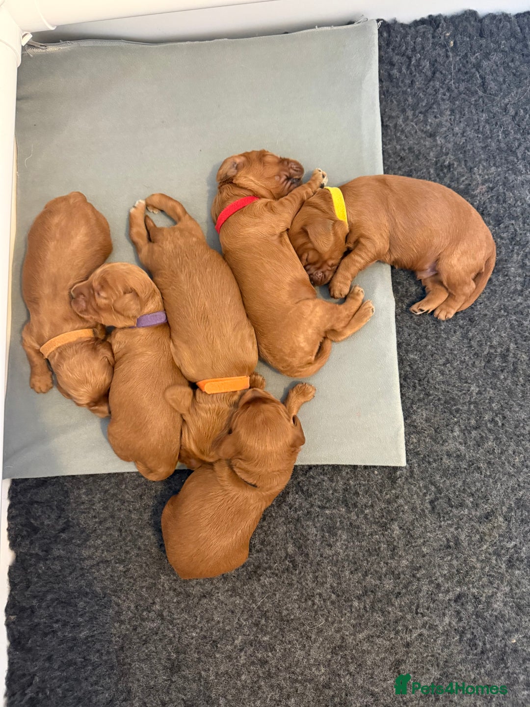 Cockapoo dogs for sale: Health Tested Miniature Cockapoo’s  - Image 5