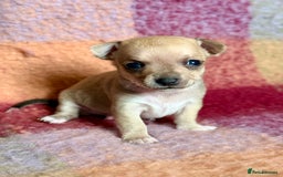 Chihuahua dogs for sale: Beautiful Chihuahua Boys - Image 11