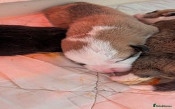 Welsh Corgi Pembroke dogs for sale: Well bred pembs pups DNA clear - Image 2
