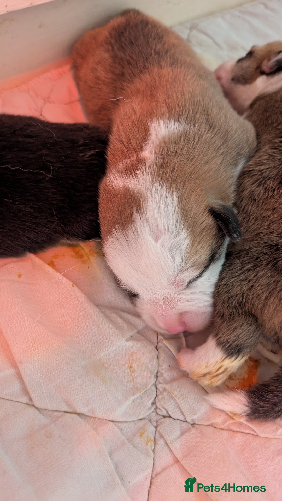 Welsh Corgi Pembroke dogs for sale: Well bred pembs pups DNA clear - Image 2