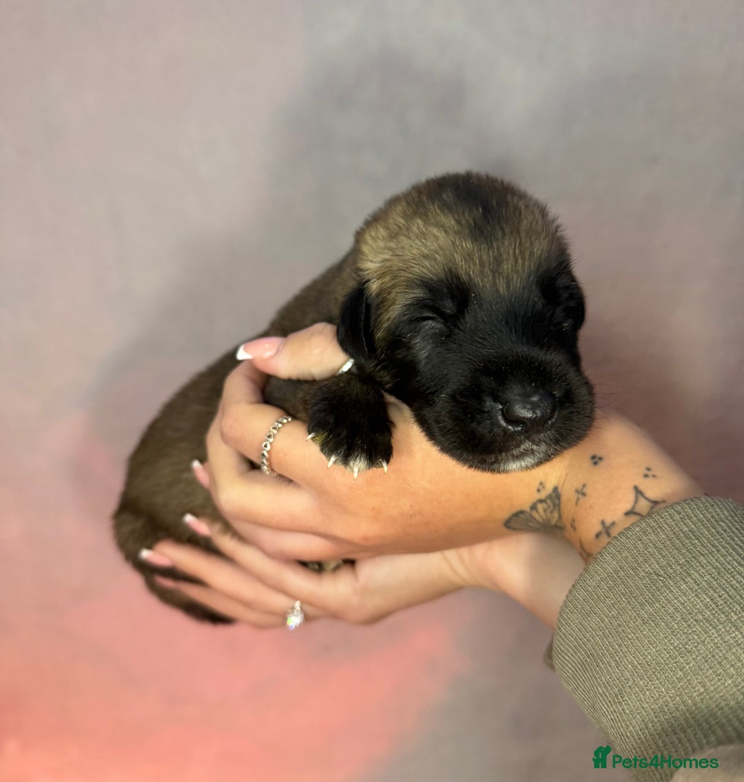 Irish Wolfhound dogs for sale: Bred From Extensively Health Tested Parents - Advert 16