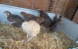 Quail poultry for sale: Female quails looking for a home  - Advert 6