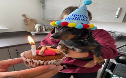 Dachshund dogs for sale: Daschund  - Image 9