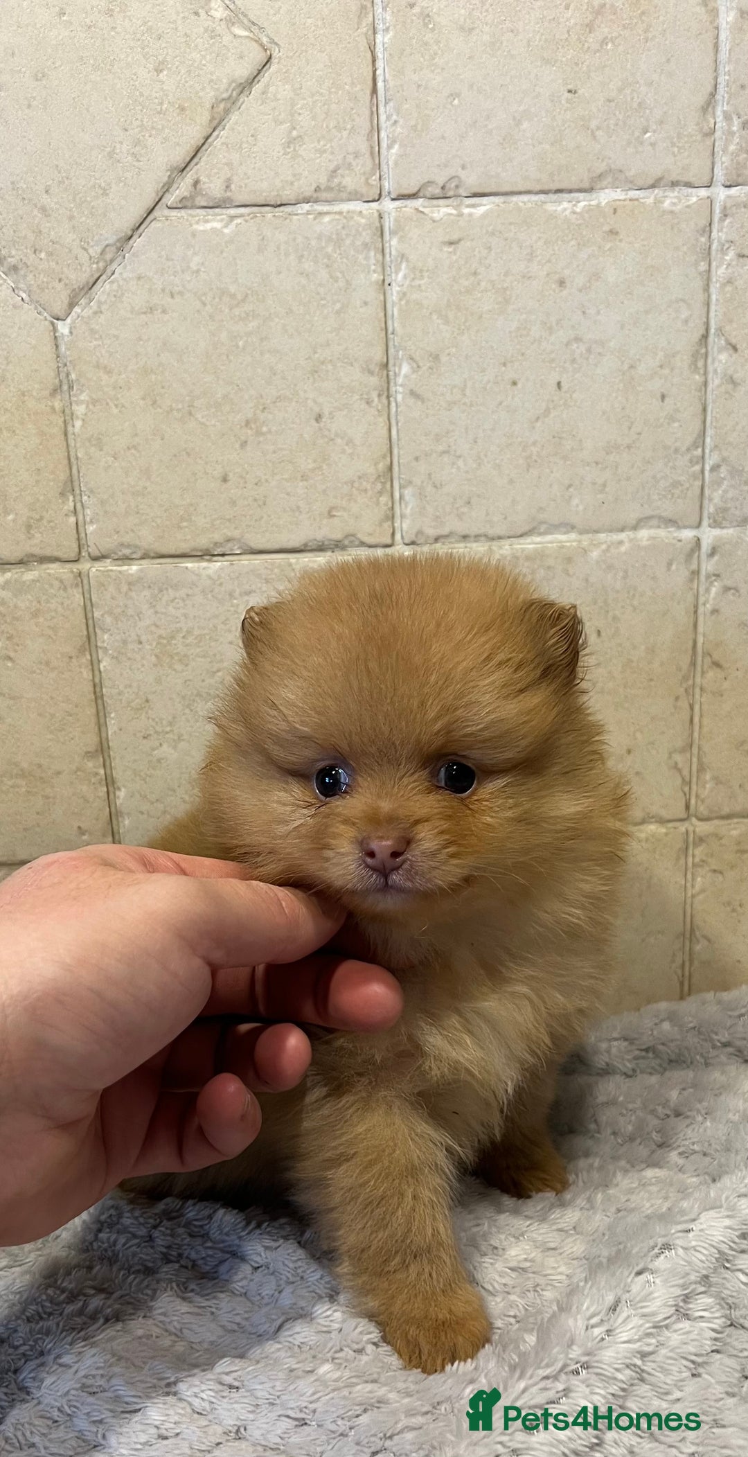 Pomeranian dogs for sale: 3 little Pom-bear pups  - Advert 4