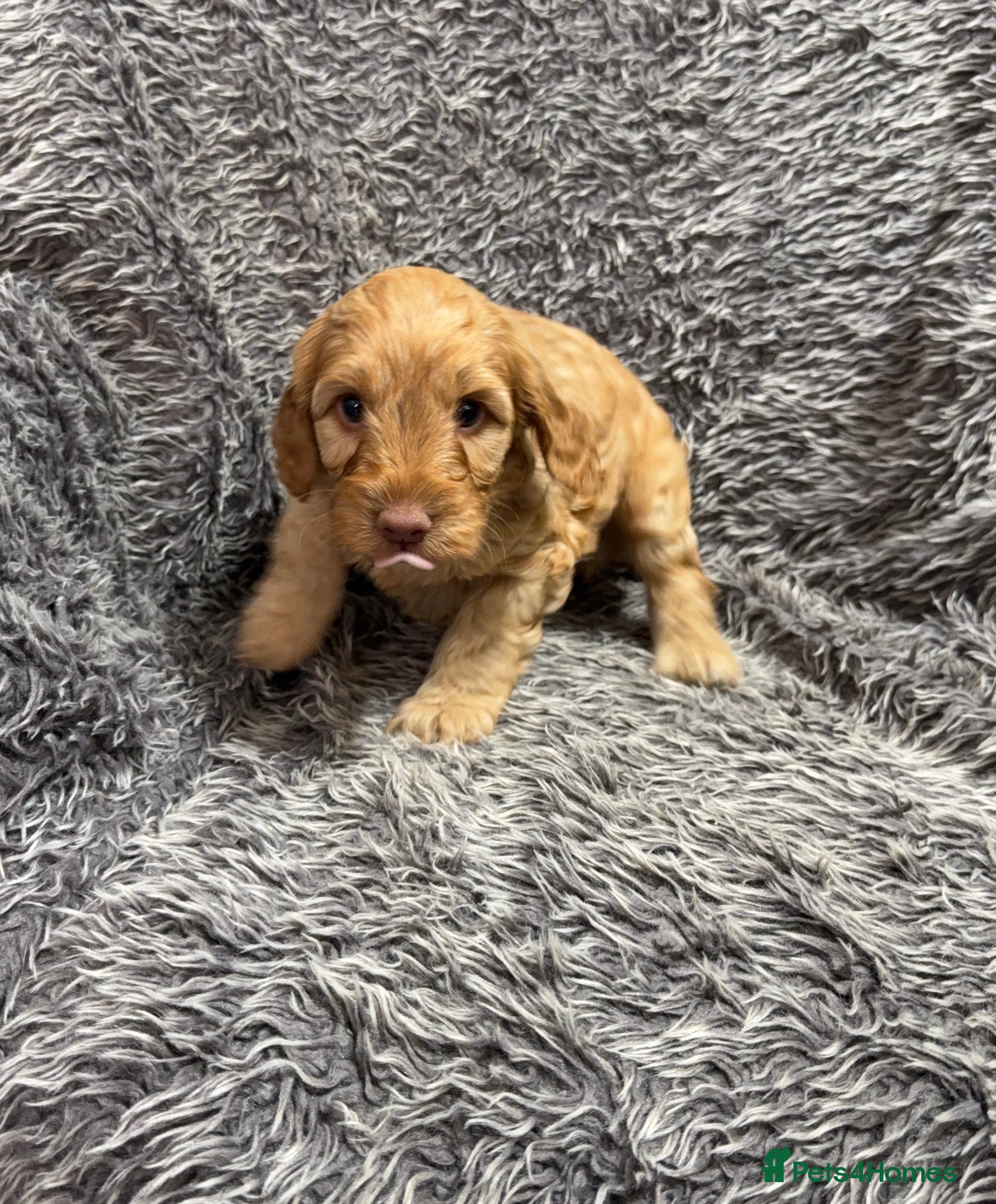 Cockapoo dogs Gorgeous red F1B cockapoo puppies - Advert 2